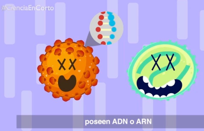 ¿Qué son los virus?